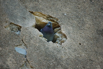 piccioni nel nido