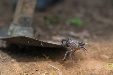 Scorpion is fighting with the spade of farmer.