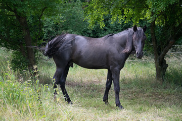 Fototapeta premium black spanish stallion
