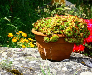 pot de succulentes,et fleurs ,décoration de jardin