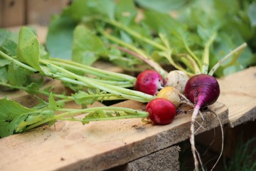 Bunte Radieschen