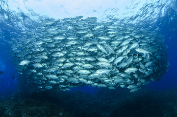 Obraz premium Bigeye Trevally Fish Tornado in Okinawa, Japan