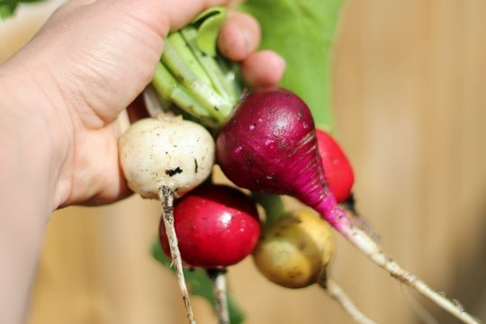 Bunte Radieschen