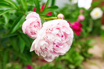 Blooming pink peony.