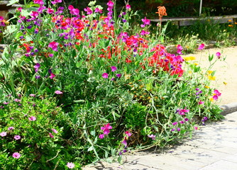 massif floral d'été dans jardin