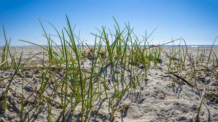 Gr&auml;ser am Strand