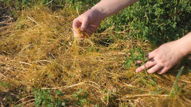Dodder Genus Cuscuta - parasitic plant. Dodder grows around clover branches.