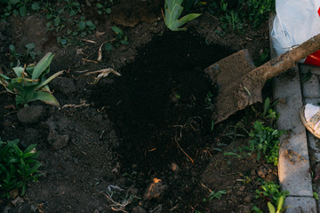 shovel in the ground plant farm tools. shovel drip the earth dig up