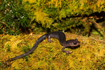 Northern Gray-cheeked Salamander (Plethodon montanus)