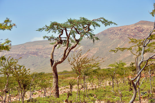 Boswellia, frankincense tree, Socotra island, Yemen