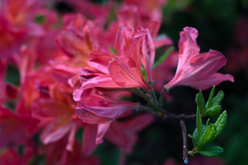 Pink flowers japanese rhododendron are close
