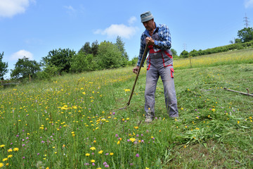 mowing the grass in the village traditional way with scythe 