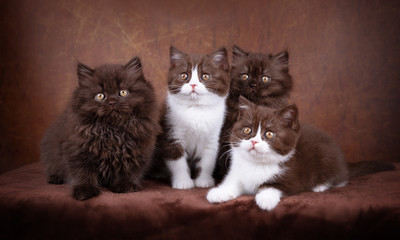 BKH und BLH - Vier Geschwister Kitten - sehr edel und süß - Rassekatzen