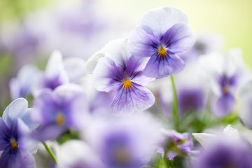 Pansies