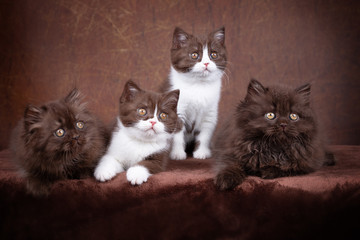 BKH und BLH - Vier Geschwister Kitten - sehr edel und süß - Rassekatzen