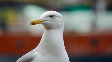 Möwe im alten Hafen von Rotterdam bei Regen