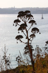 plant, Blue Lagoon, Malta