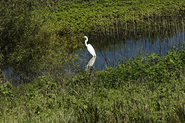 Lone White Egret Standing In Water Amid Green Plants