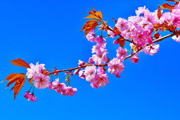 Blossoming pink sacura cherry tree flowers against blue sky background