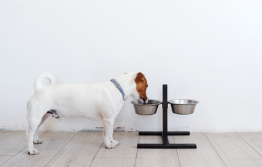 Cute small dog eating his bowl of dog food. Pets indoors.