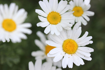 a beautiful close up of white and yellow daisy flowers