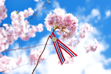 Blossoming pink sacura cherry tree flowers against blue sky background with Norwegian 17'th of may...