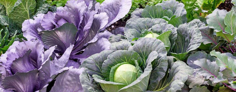 Gem&uuml;seanbau im Garten - Banner