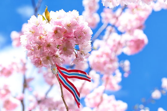 Blossoming pink sacura cherry tree flowers against blue sky background with Norwegian 17'th of may ribbon. Norway's Constitution Day is celebrated on May 17