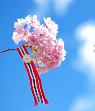 Blossoming pink sacura cherry tree flowers against blue sky background with Norwegian 17'th of may ribbon. Norway's Constitution Day is celebrated on May 17