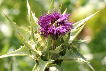 close up of a beautiful purple flower