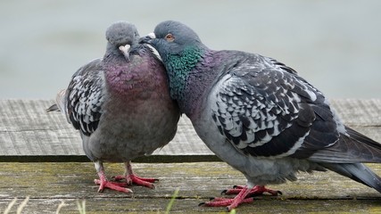 Taubenpärchen, Partnerschaft, Liebe 