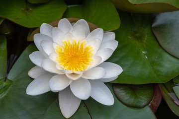 Weisse Seerose mit gelben Blüten © Tobias