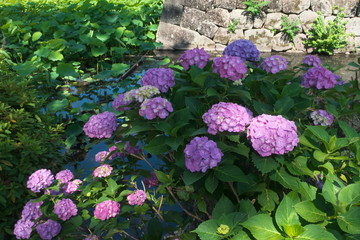 石垣の側に咲いた紫陽花