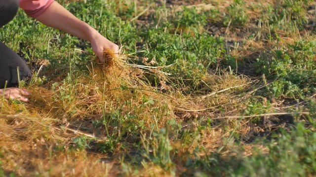 Dodder Genus Cuscuta - parasitic plant. Dodder grows around clover branches.