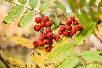 Red rowan berries among yellow-green autumn foliage.