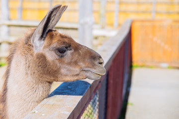 lama at zoo close up. sunny day