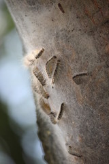 Oak processionary in tree in Nieuwerkerk aan den IJssel, known for their reaction at humans caused by this moth