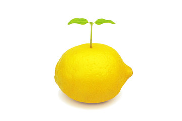 レモンから芽生える双葉