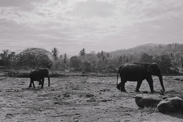 Fototapeta na wymiar Elephant mother is on the field with elephant baby. Black and white photo.
