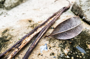 Dry leave and Dead branch design for Banner and Advertising