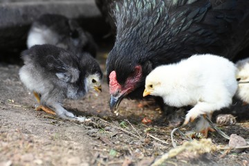 Glucke mit ihren Küken