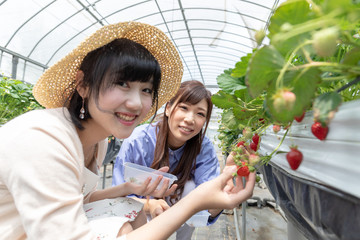 いちご狩りイメージ 女子旅 インスタ映え