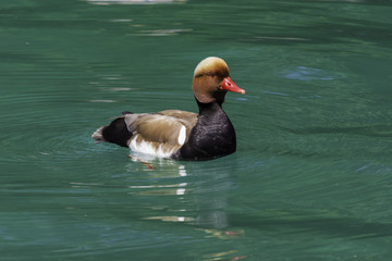 Canard