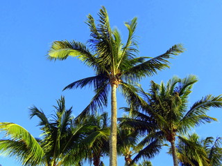 Looking up at coconut palm trees against a tropical blue sky