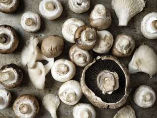 rustic uncooked assorted edible mushrooms