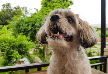 Cute dog look Shocked in house.