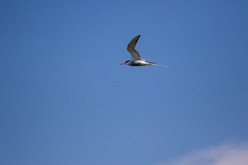 Fototapeta premium Artic Tern in flight 