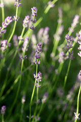 Flowering fragrant lavender in the rays of the morning or evening sun.