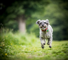 The Miniature Schnauzer