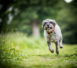 Fototapeta premium The Miniature Schnauzer